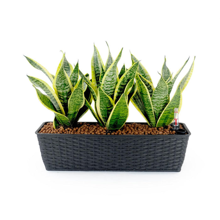 DTY Signature Set of 2 CATLEZA Rectangular Wicker Planters