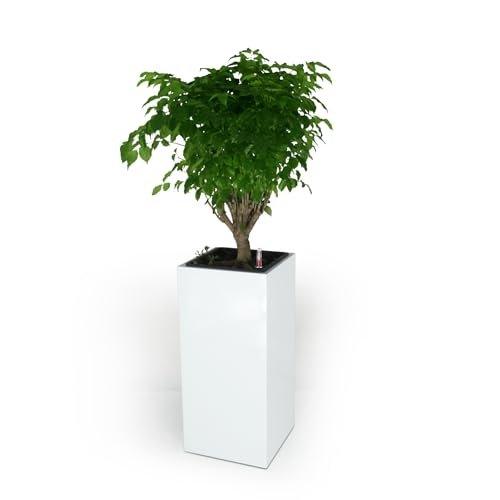 Catleza Composite Self-watering Square Planter Box - High 11 inches White