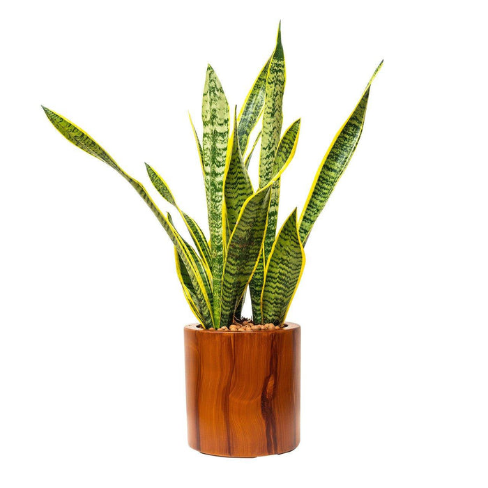 CATLEZA Round Planter