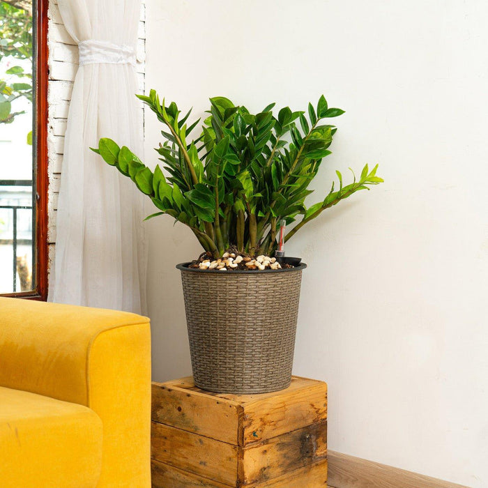 CATLEZA Round Wicker Planter