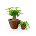 Set of 2 CATLEZA Cone Planters