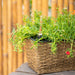 DTY Signature Set of 2 CATLEZA Rectangular Wicker Planters