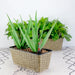 DTY Signature Set of 2 CATLEZA Rectangular Wicker Planters